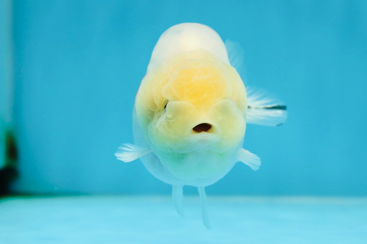 AAA Grade Sakura Button Eyes LionKing 3.5 inches #053025LC_08