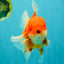 ANGER AAA Grade Broadtail Red White Oranda Male 7 inches #071026OR_05