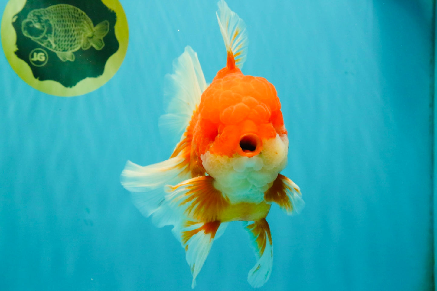 ANGER AAA Grade Broadtail Red White Oranda Male 7 inches #071026OR_05