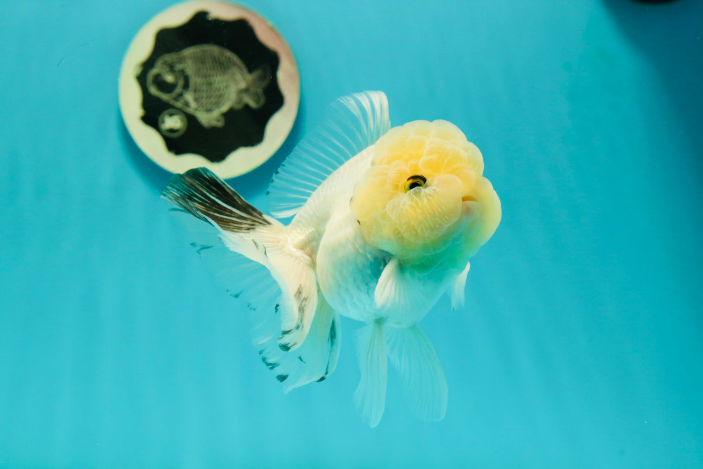 A Grade BULLDOG Lemonhead Oranda Male 4.5-5 inches #1018OR_22