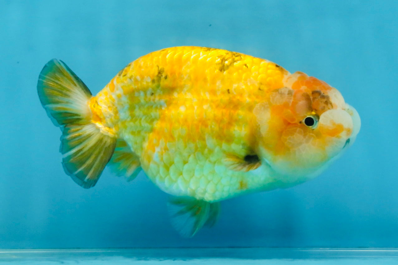 ADORABLE Sakura LionChu Female 5-5.5 inches #121925LC_07