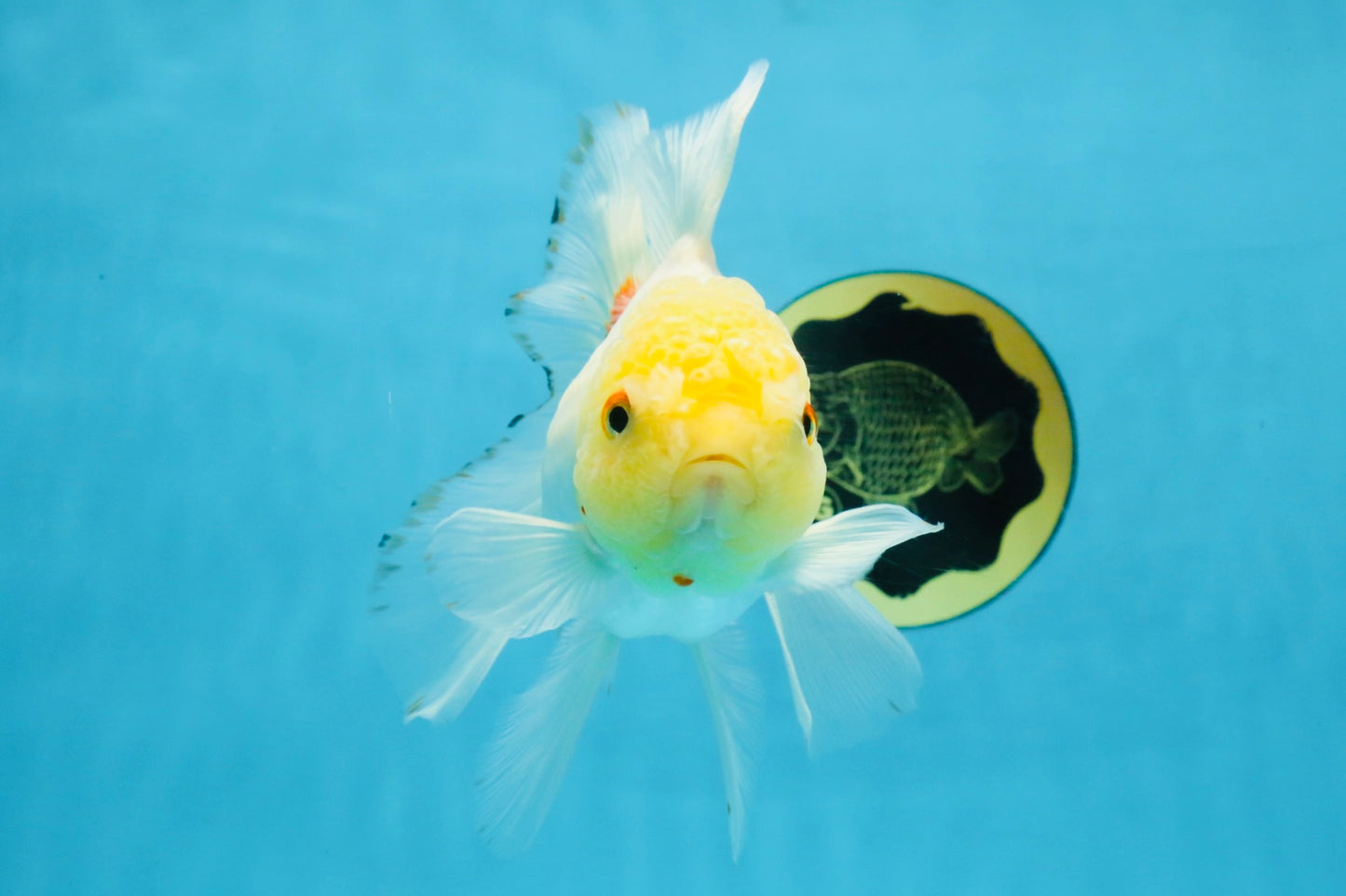 Red White Oranda Female 5.5 inches #111425OR_18