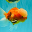 A Grade Jade Head Sakura Oranda Male 6-6.5 inches #082826OR_01