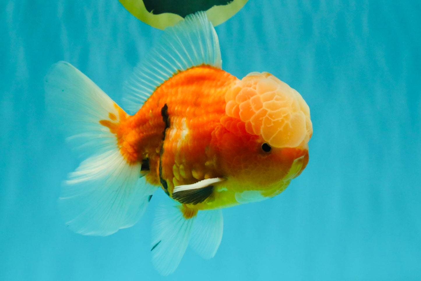 A Grade Jade Head Sakura Oranda Male 6-6.5 inches #082826OR_01