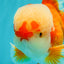 FLUFFY AAA Grade Red White Oranda Male 7.5 inches #080726OR_03