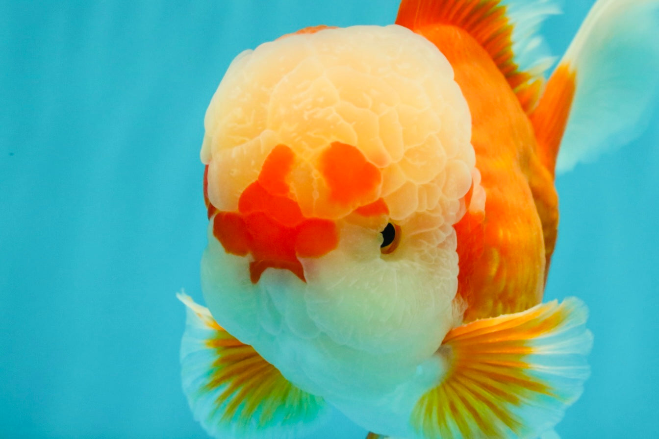 FLUFFY AAA Grade Red White Oranda Male 7.5 inches #080726OR_03