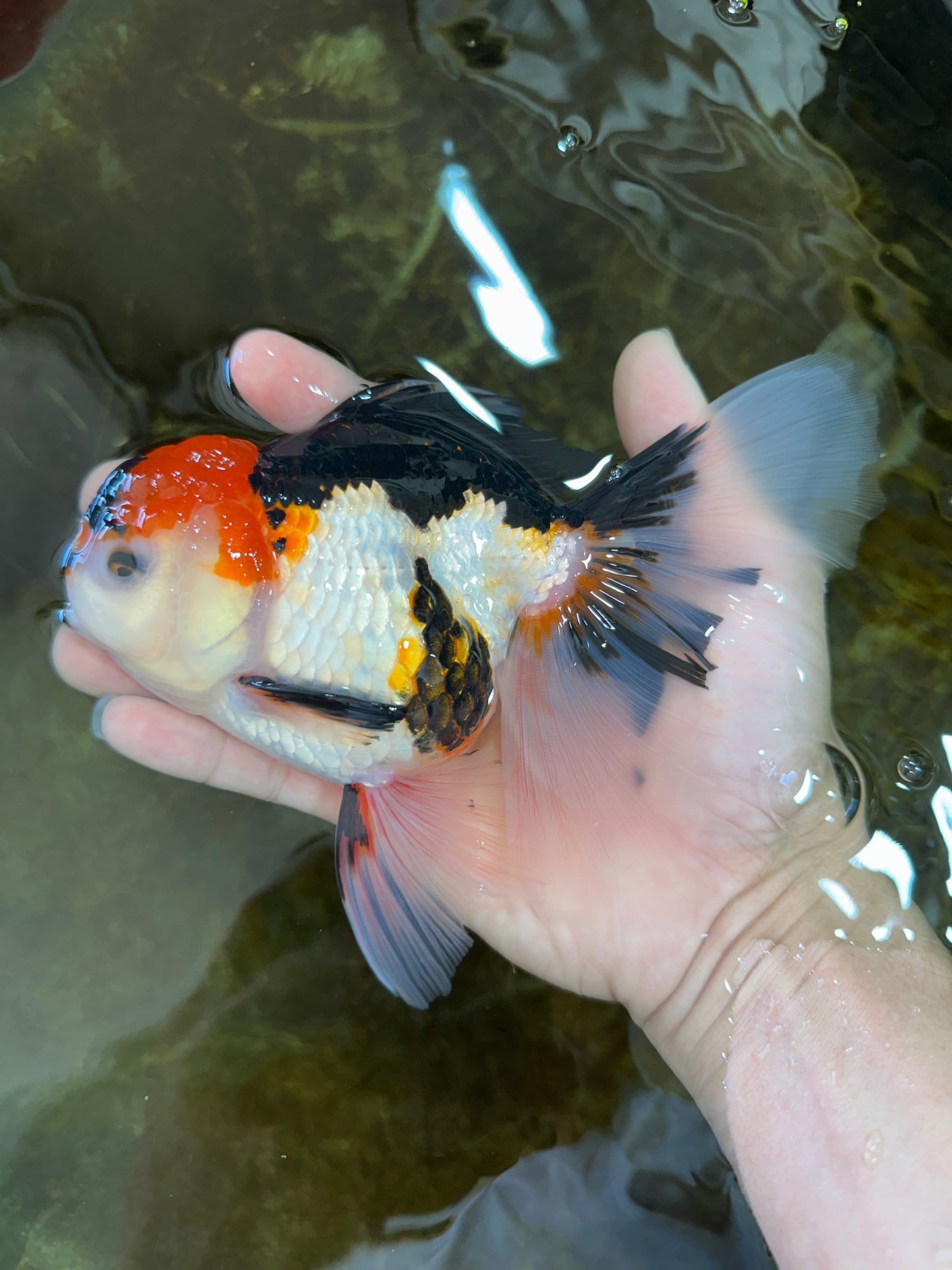 A Grade Tricolor Oranda Female 6.5 inches #070425OR_18