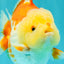Little Chicken AAA Grade Red White Yuanbao Male 4.5-5 inches #061926YB_34