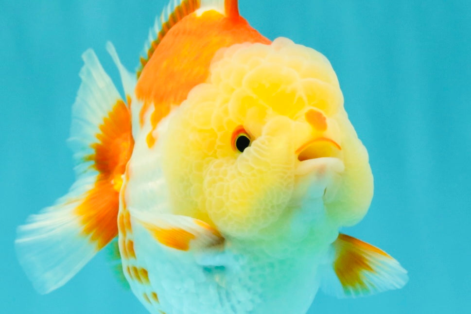 Little Chicken AAA Grade Red White Yuanbao Male 4.5-5 inches #061926YB_34