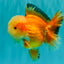 AAA Grade Red White Jade Head Oranda Male 5.5-6 inches #071026OR_29