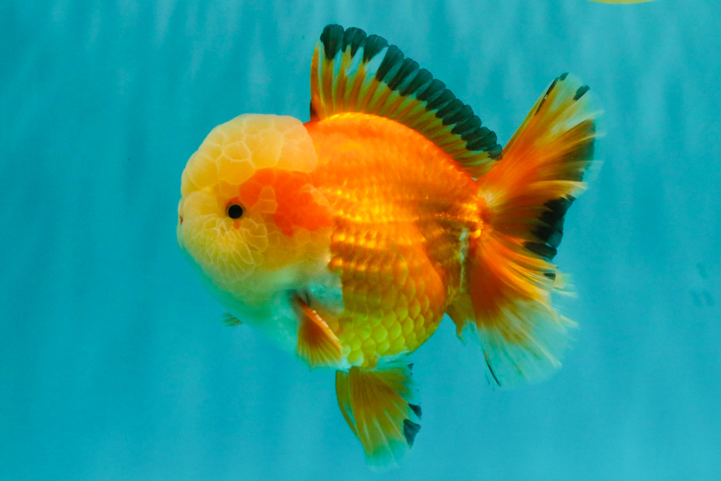 AAA Grade Red White Jade Head Oranda Male 5.5-6 inches #071026OR_29