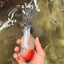 SPECIAL A Grade Red Head Marble Oranda Male 6.5-7 inches #082826OR_05