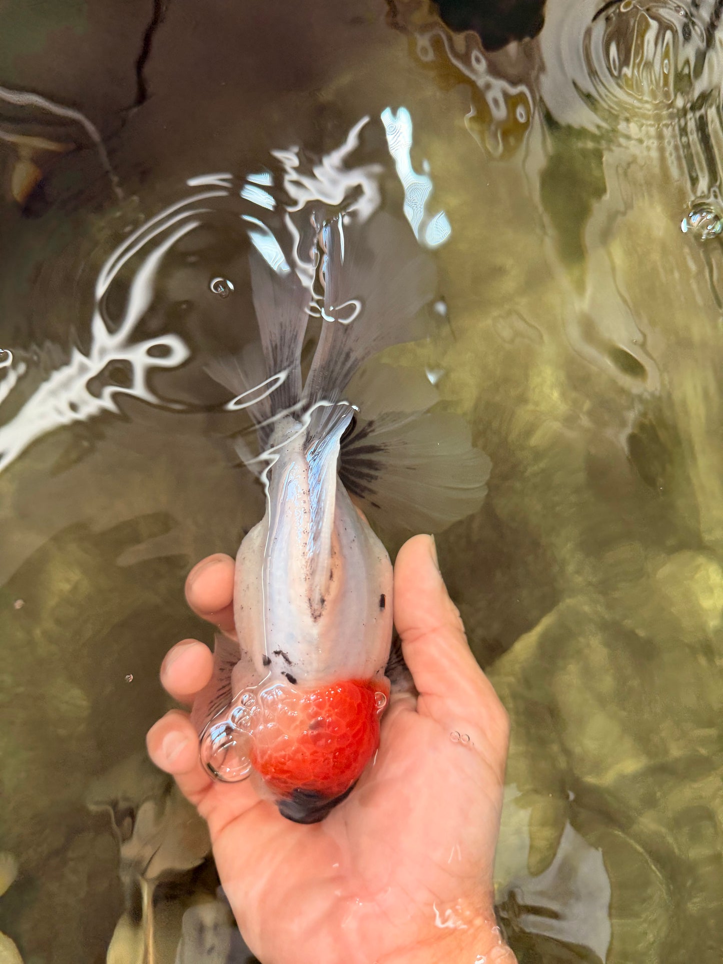SPECIAL A Grade Red Head Marble Oranda Male 6.5-7 inches #082826OR_05