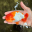 Red White Lionchu Male 4.5-5 Inches #100226LC_19