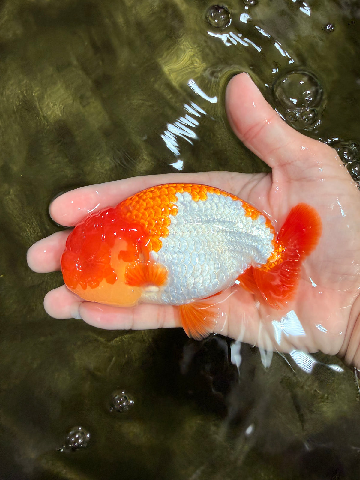 Red White Lionchu Male 4.5-5 Inches #100226LC_19