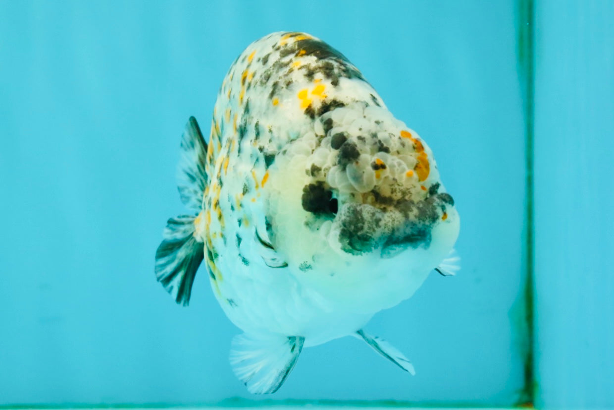 A Grade Tricolor Tiger Ranchu Female 5 inches #080726RC_28