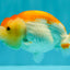 A Grade Red White LionQueen 4.5 inches #082126LC_20