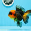 Oranda hembra roja y negra de grado A, 5 pulgadas, n.° 0920OR_32