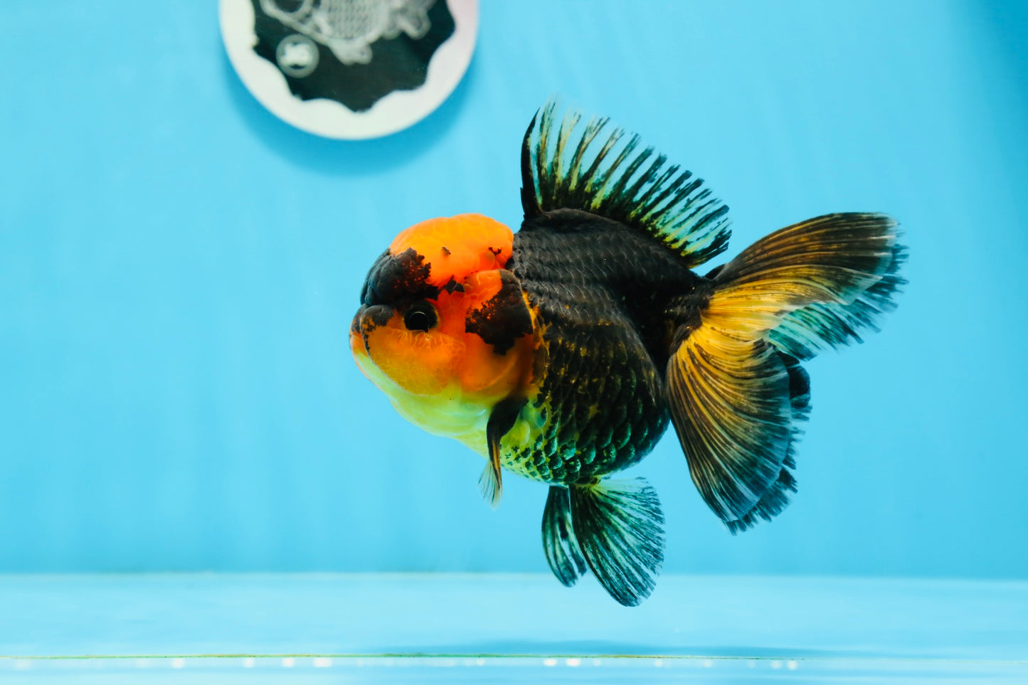 A Grade Black Red Oranda Female 5 inches #0920OR_32