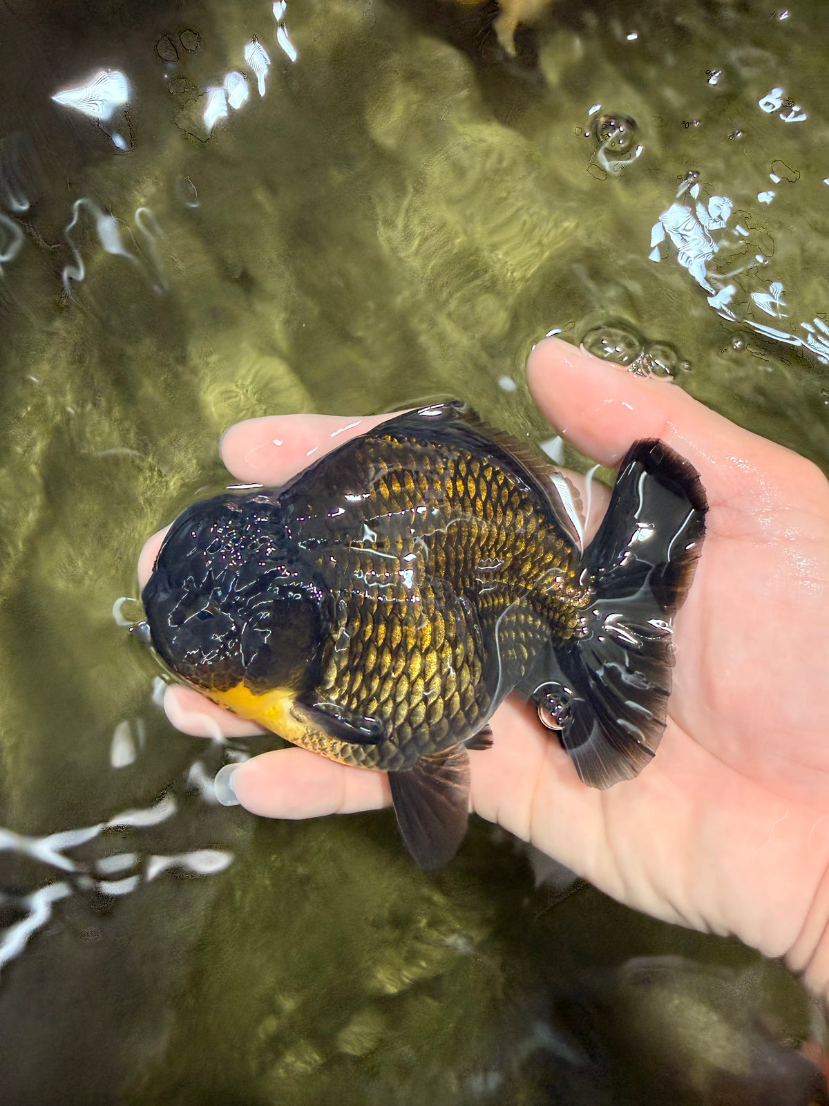AAA Grade Black Yuanbao Female 4.5 inches #100226YB_11