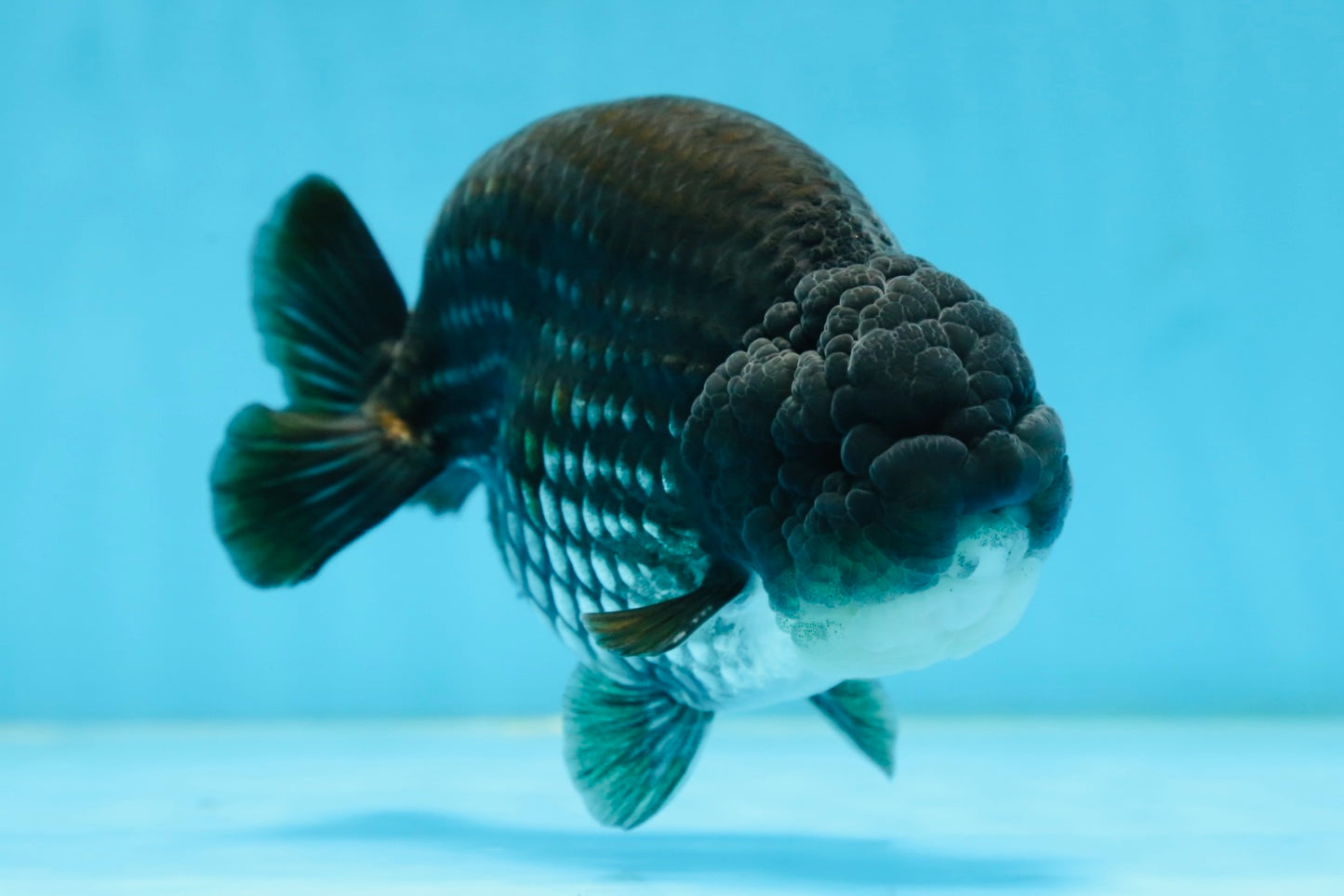 AAA Grade Black Blue LionKing 5.5 inches #082225LC_03