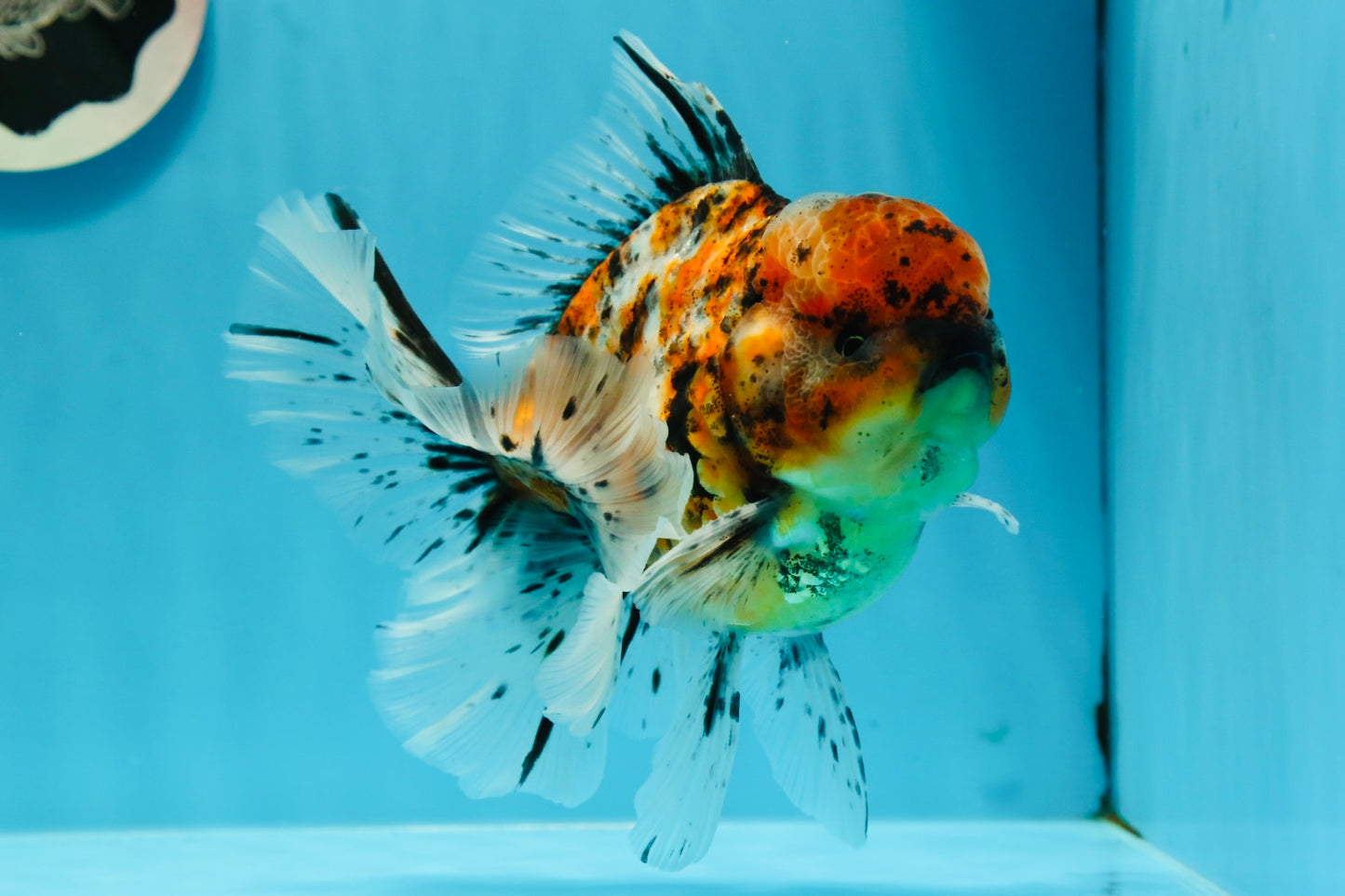 A Grade Tiger Calico Godzilla Oranda Male 5.5 inches #1027OR_16