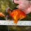 AAA Grade Apache Oranda Male 5-5.5 inches #050925OR_51