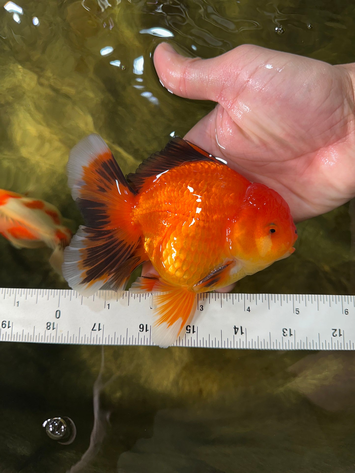 AAA Grade Apache Oranda Male 5-5.5 inches #050925OR_51