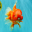 BIG WEN AAA Grade Red White Oranda Male 7.5-8 inches #070326OR_03