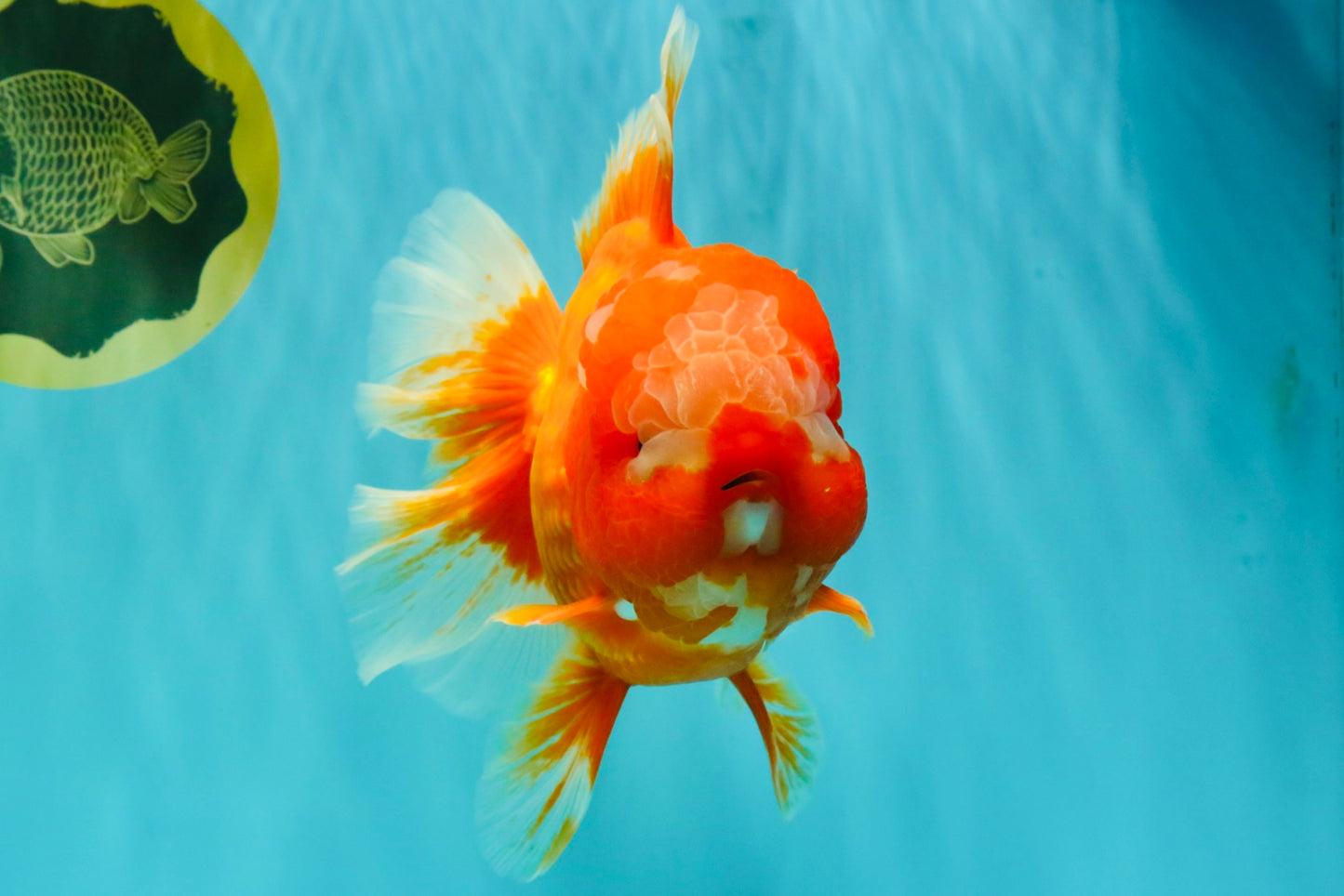 BIG WEN AAA Grade Red White Oranda Male 7.5-8 inches #070326OR_03