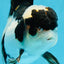 A Grade Panda Oranda Male 4.5 inches #010325OR_08