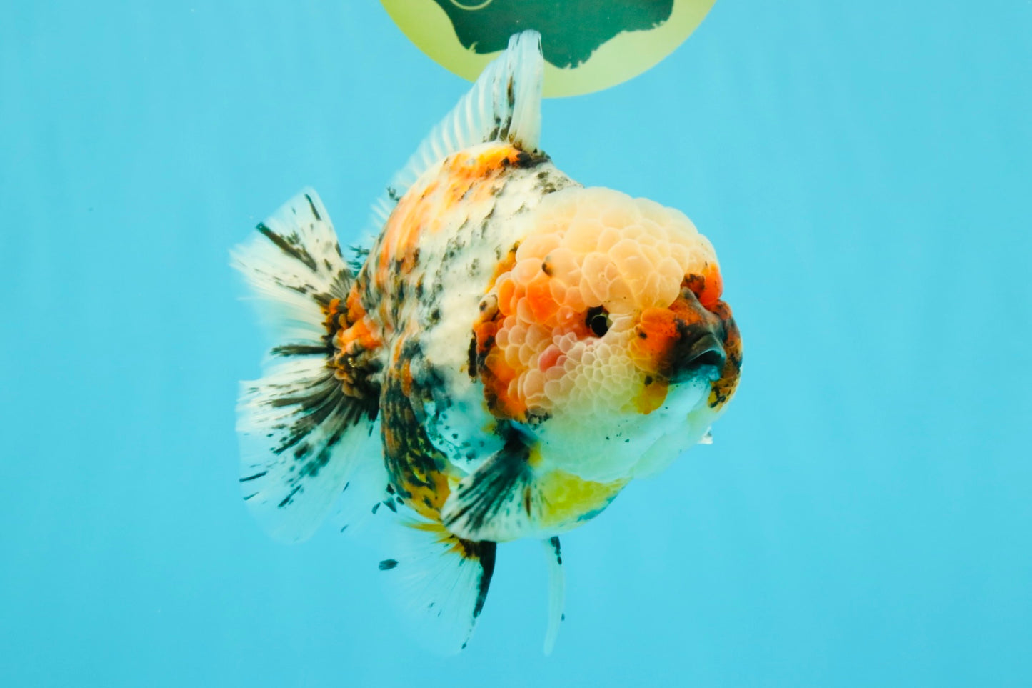 FLUFFY AAA Grade Marble Calico Yuanbao Male 5.5-6 inches #032026YB_20