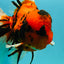 A Grade Broatail Tiger Oranda Male 7.5 inches #100926OR_08