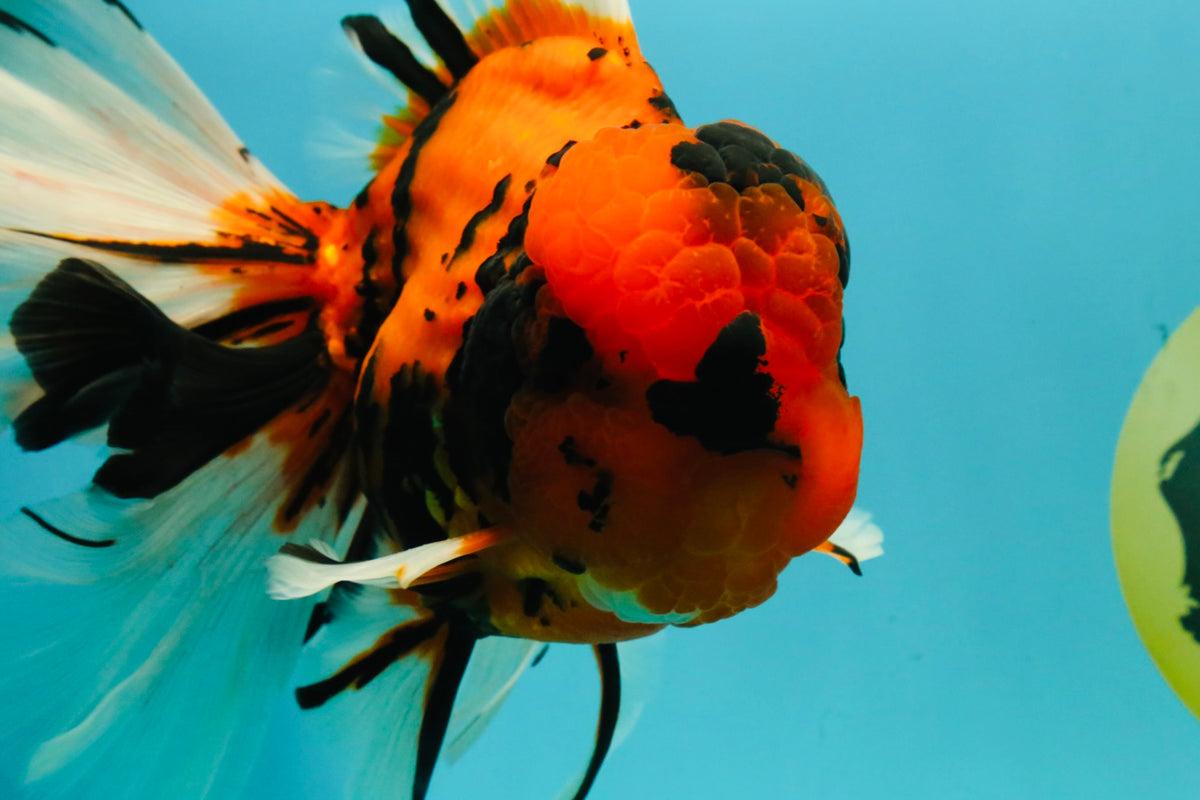 A Grade Broatail Tiger Oranda Male 7.5 inches #100926OR_08