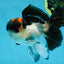 Lava Tricolor Oranda Male 5-5.5 inches #053025OR_20