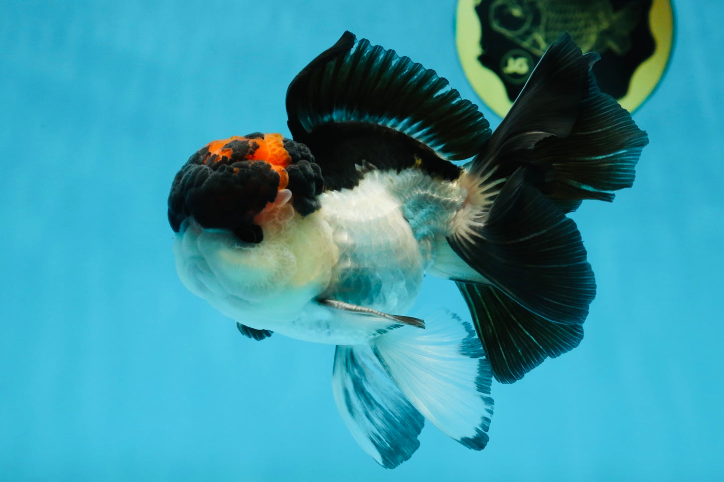 Lava Tricolor Oranda Male 5-5.5 inches #053025OR_20