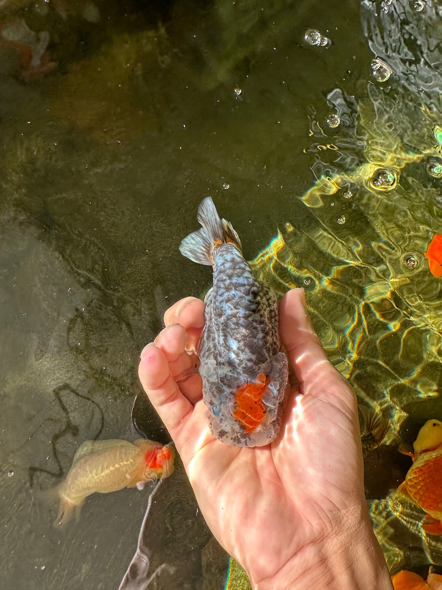 Special Pepper Kirin Blue Base Ranchu Female 4.5 inches #1018LC_10