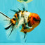 CHUNKY AAA Grade Calico Oranda Male 6-6.5 inches #070626OR_17