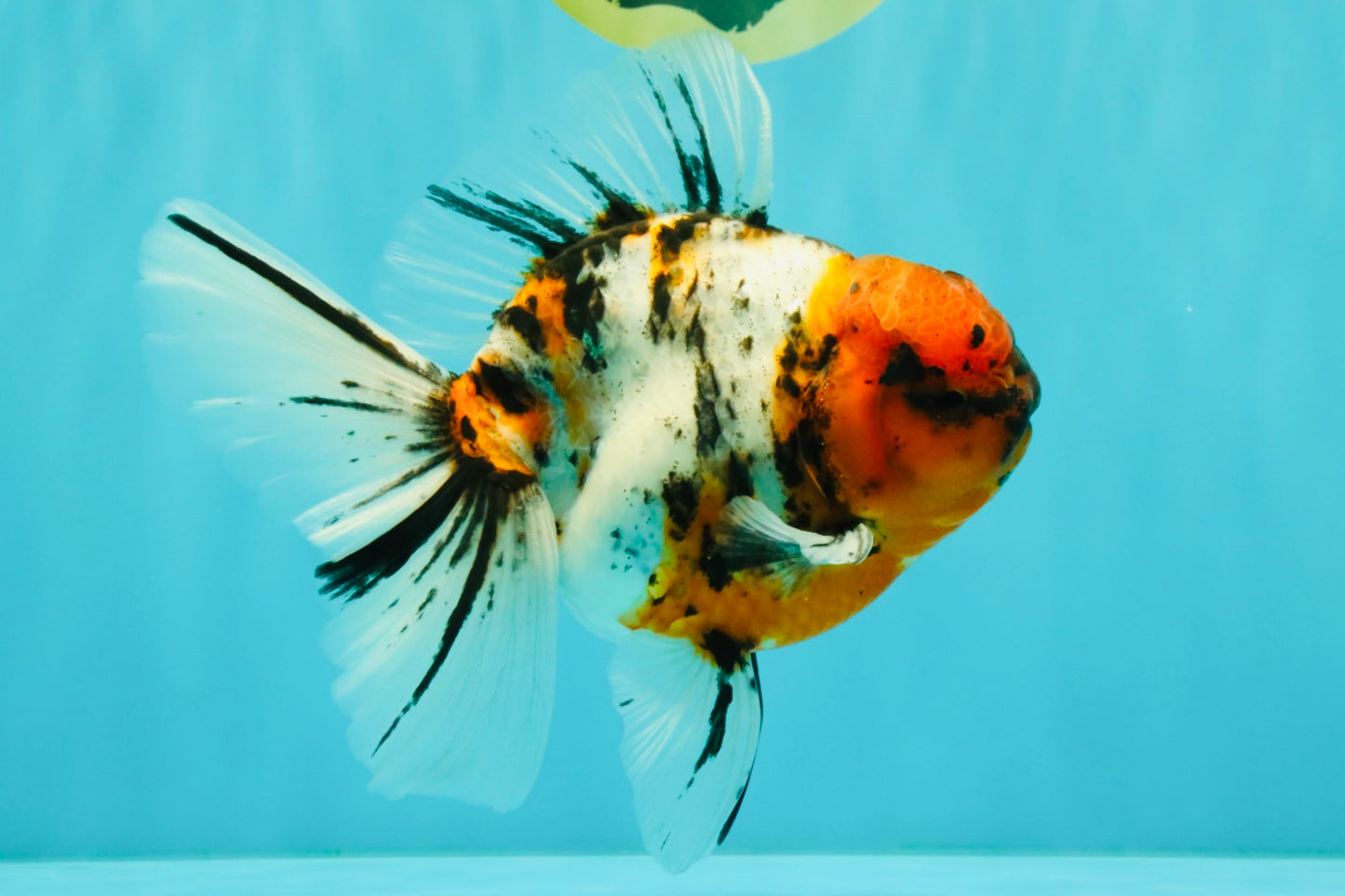 CHUNKY AAA Grade Calico Oranda Male 6-6.5 inches #070626OR_17