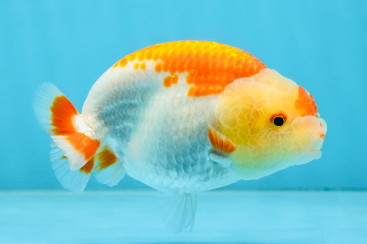 AAA Grade Young Red White Kohaku LionQueen 4 inches #101025LC_07