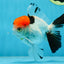 A Grade Red Head Tricolor Oranda Male 4.5 inches #053025OR_19