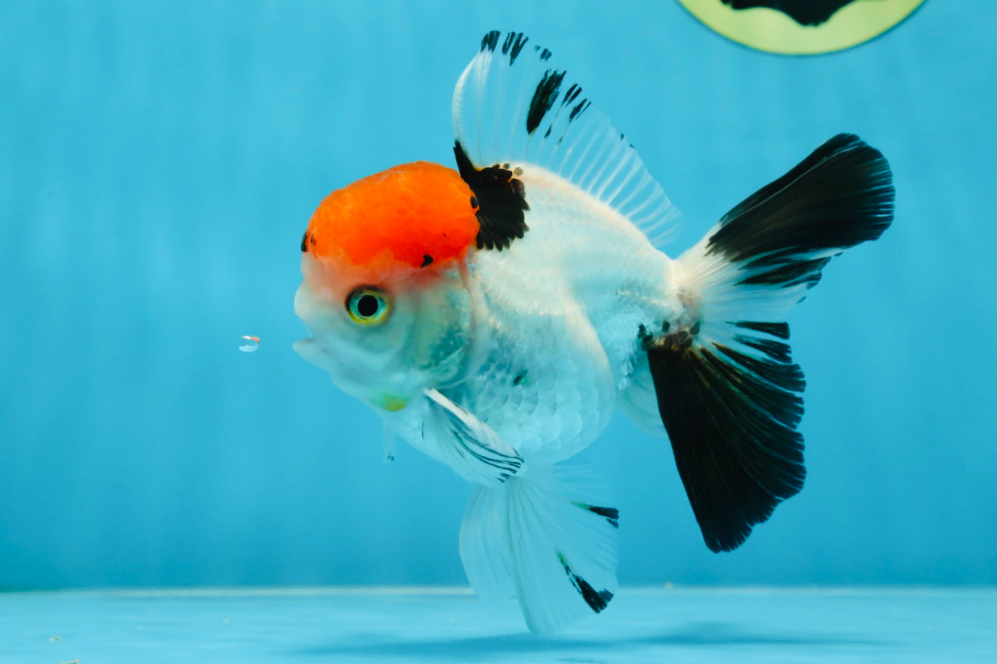 A Grade Red Head Tricolor Oranda Male 4.5 inches #053025OR_19