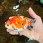 A Grade Tricolor Sakura Chinese Ranchu Male 4.5-5 inches #112125RC_15