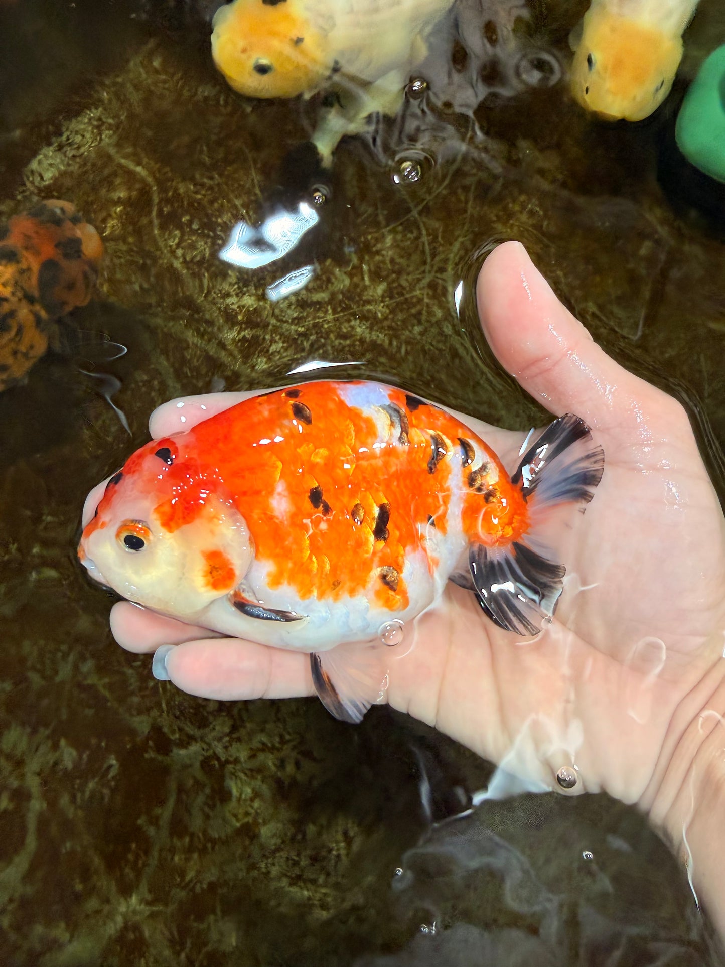 A Grade Tricolor Sakura Chinese Ranchu Male 4.5-5 inches #112125RC_15