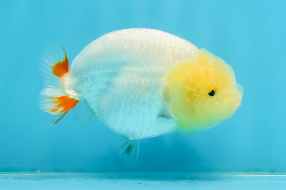 AAA Grade Young Red White LionQueen 4 inches #101025LC_11