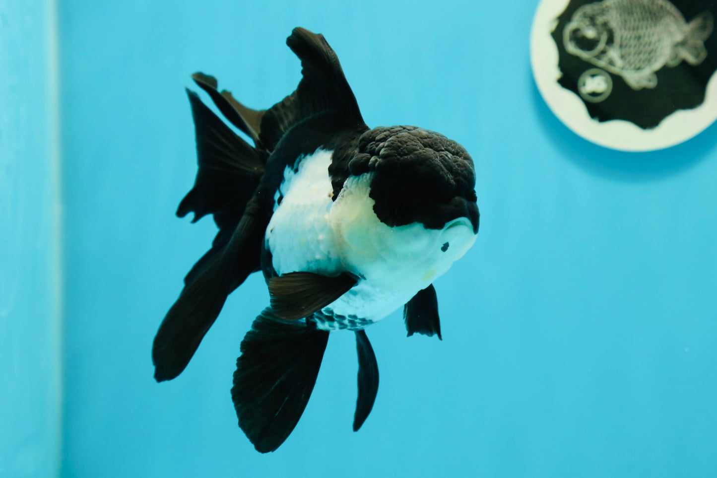 🐼 A Grade Killer Whale Panda Oranda Female 5.5 inches #0607OR_04