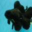 A Grade Broadtail Black Oranda Male 6.5-7 inches #101626OR_20