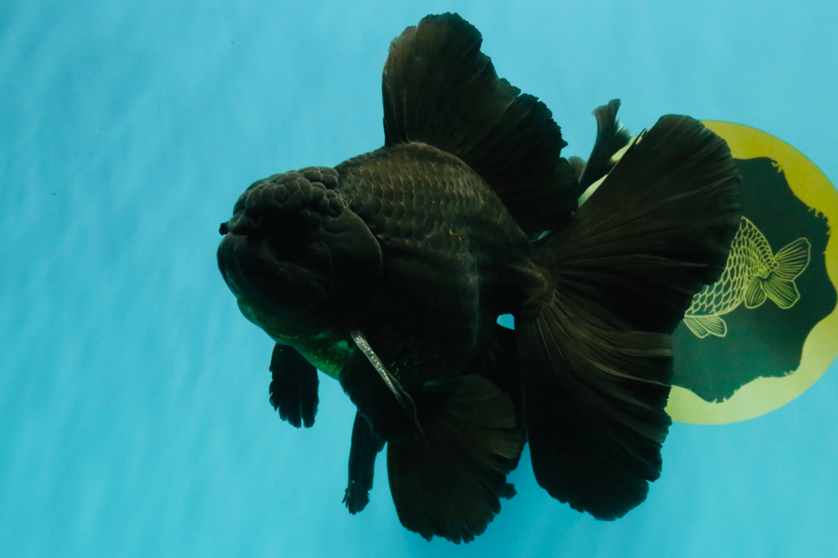 A Grade Broadtail Black Oranda Male 6.5-7 inches #101626OR_20
