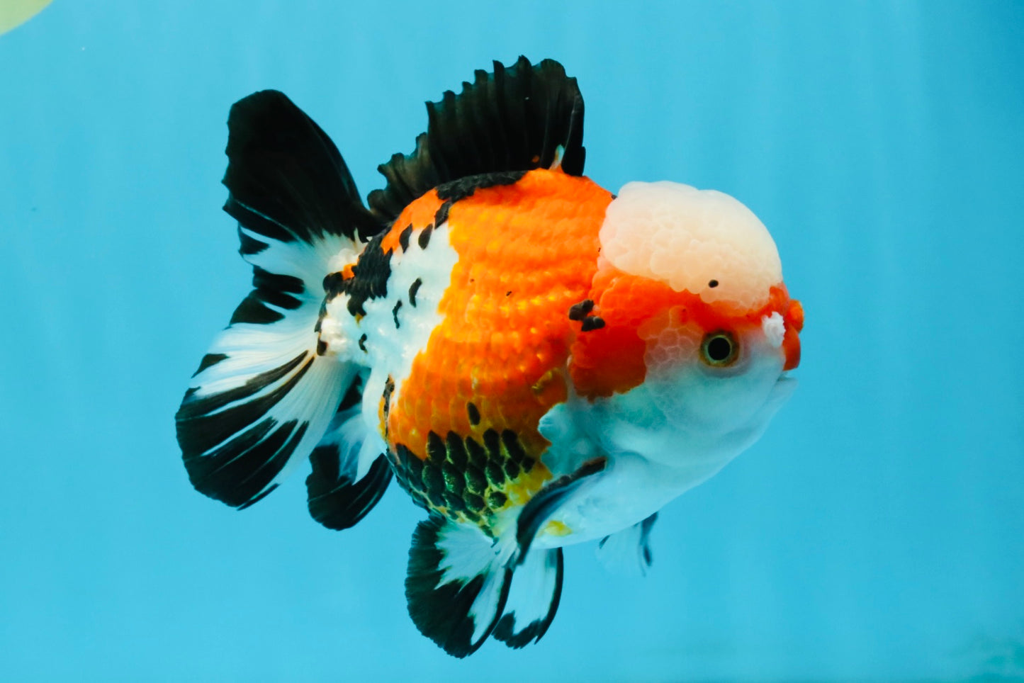 TURKEY AAA Grade Pompom Tricolor Jade Head Yuanbao Male 5.5-6 inches #032726YB_03