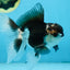 CHONKY Panda Oranda Male 5.5 inches #091225OR_24